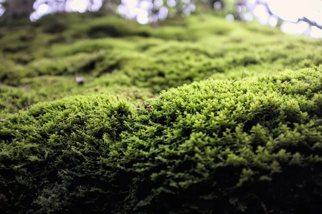 Vibrant moss garden design creating living carpet under shade trees detail 1