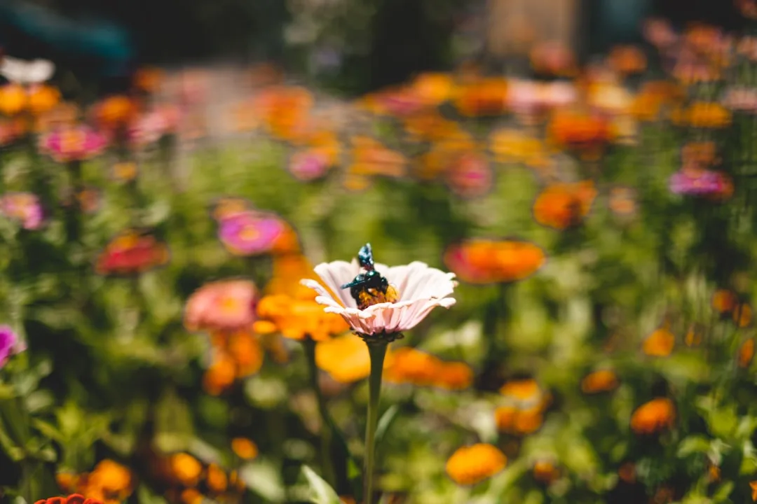 Pollinator garden design with native wildflowers attracting monarch butterflies and bees detail 3