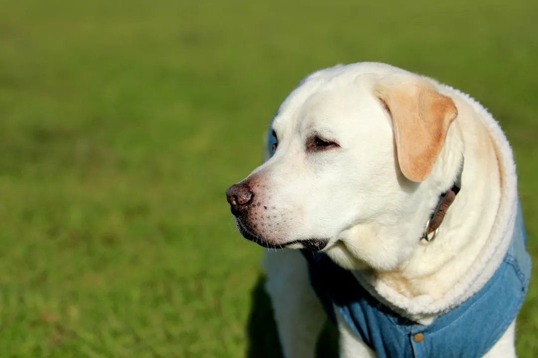 Golden retriever wearing blue pet cooling vest outside in summer heat detail 3