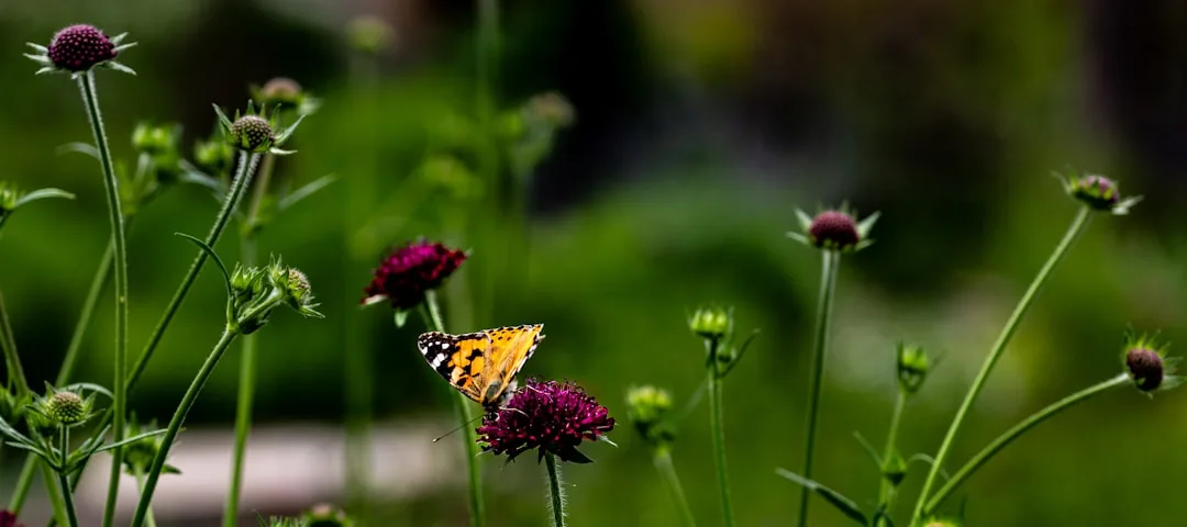 Pollinator garden design with native wildflowers attracting monarch butterflies and bees detail 1