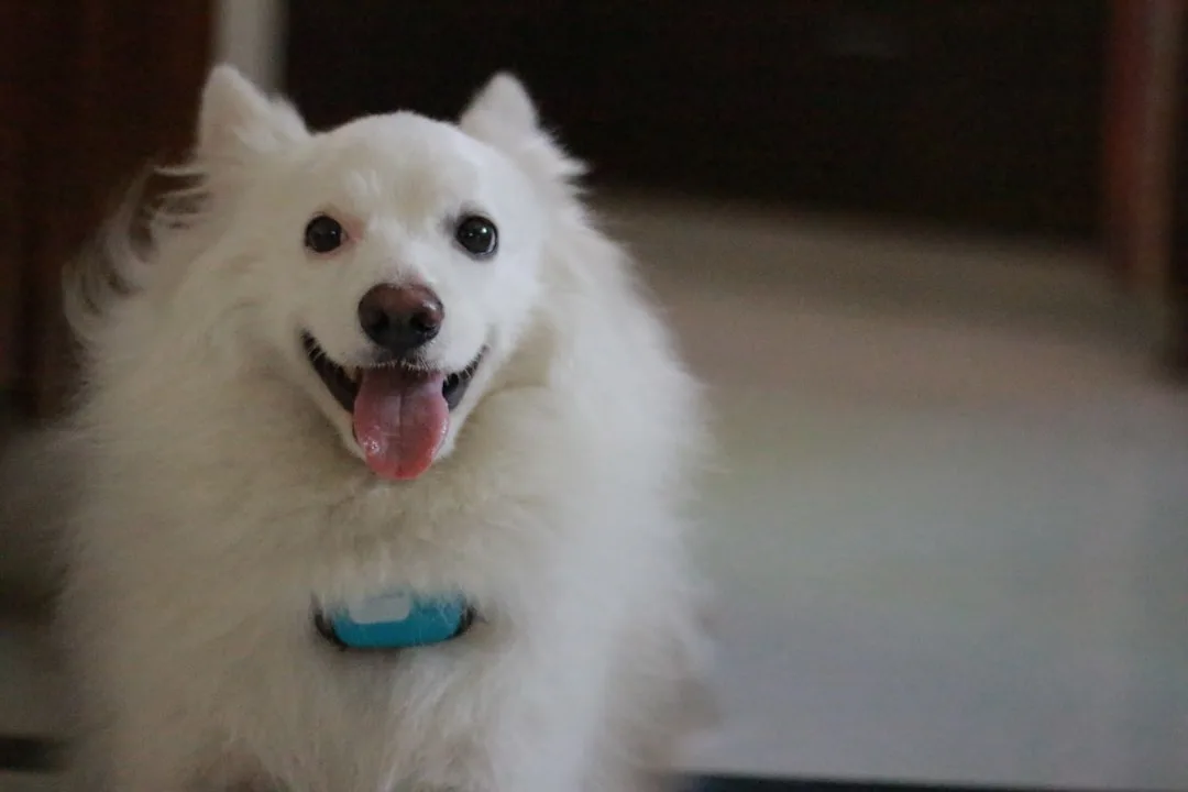 Pet owner reviewing nutrition data on smartphone app