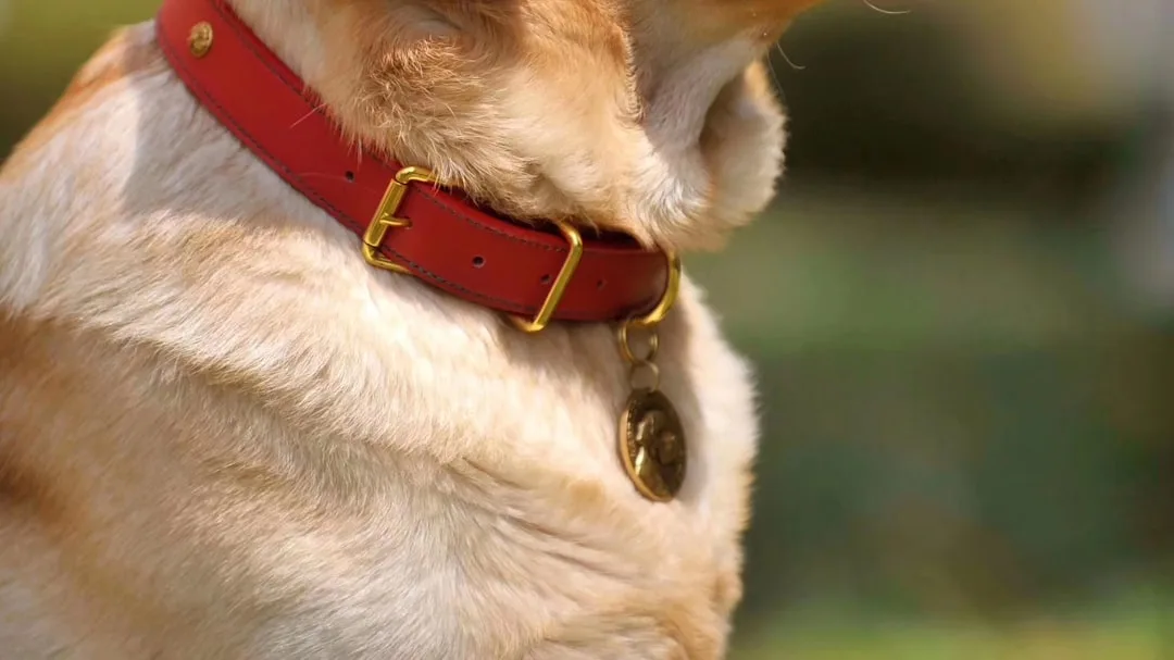 Pet Nutrition Tracking Wearables Monitor Dietary Health in 2026