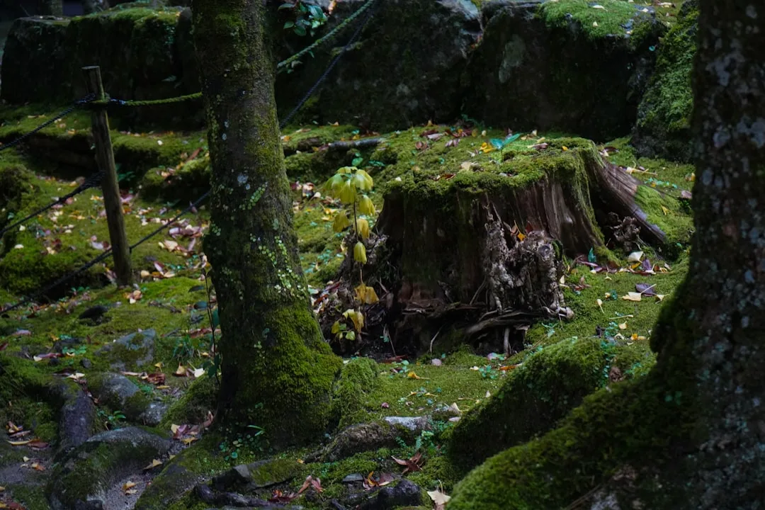 Vibrant moss garden design creating living carpet under shade trees detail 3