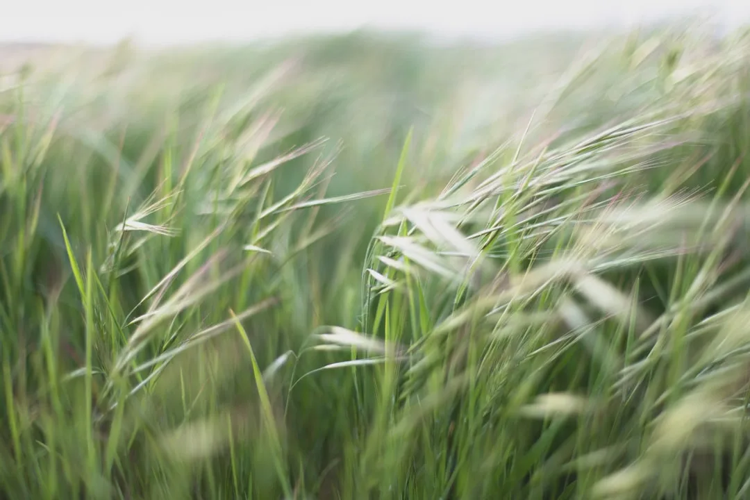 Feathery drought-resistant ornamental grasses swaying in dry landscape garden design detail 4