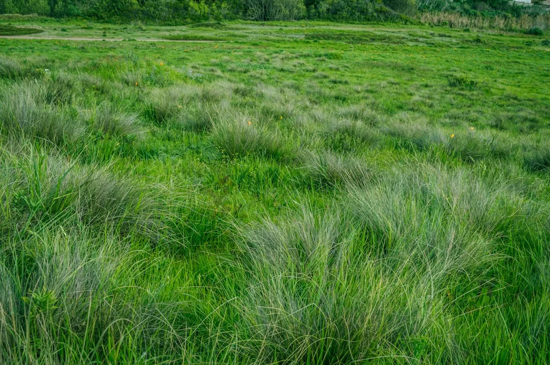 Drought-Resistant Ornamental Grasses 2026 — Why Textured Perennials Replace Water-Hungry Borders