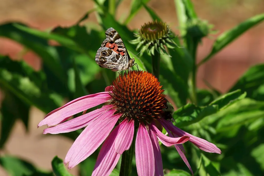 Pollinator garden design with native wildflowers attracting monarch butterflies and bees detail 2
