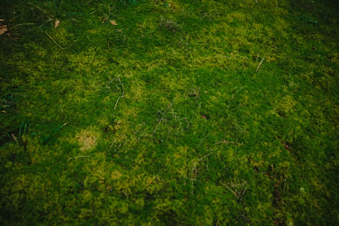 Shade-tolerant moss carpet ground cover in woodland garden setting