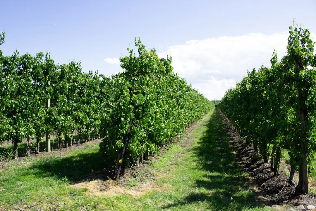 Properly spaced fruit tree layout with clear rows and canopy separation