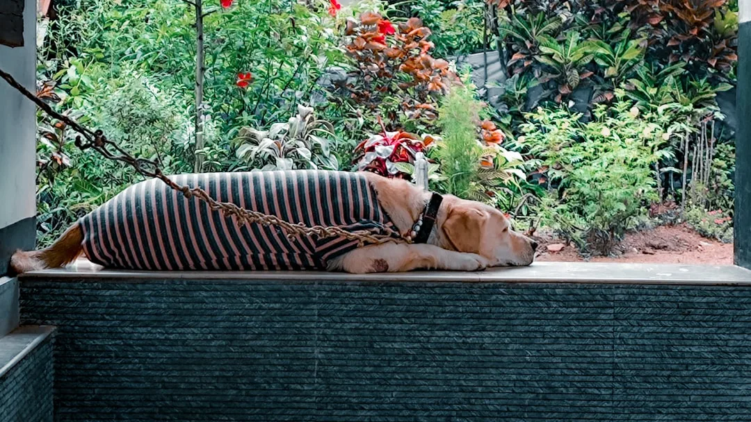Group of dogs enjoying outdoor enrichment activities at a pet wellness retreat facility