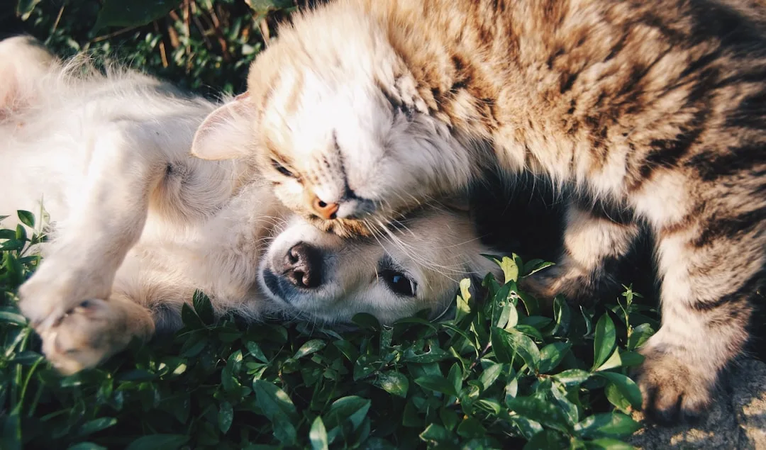 dog cat healthy gut microbiome — Pets perspective 1