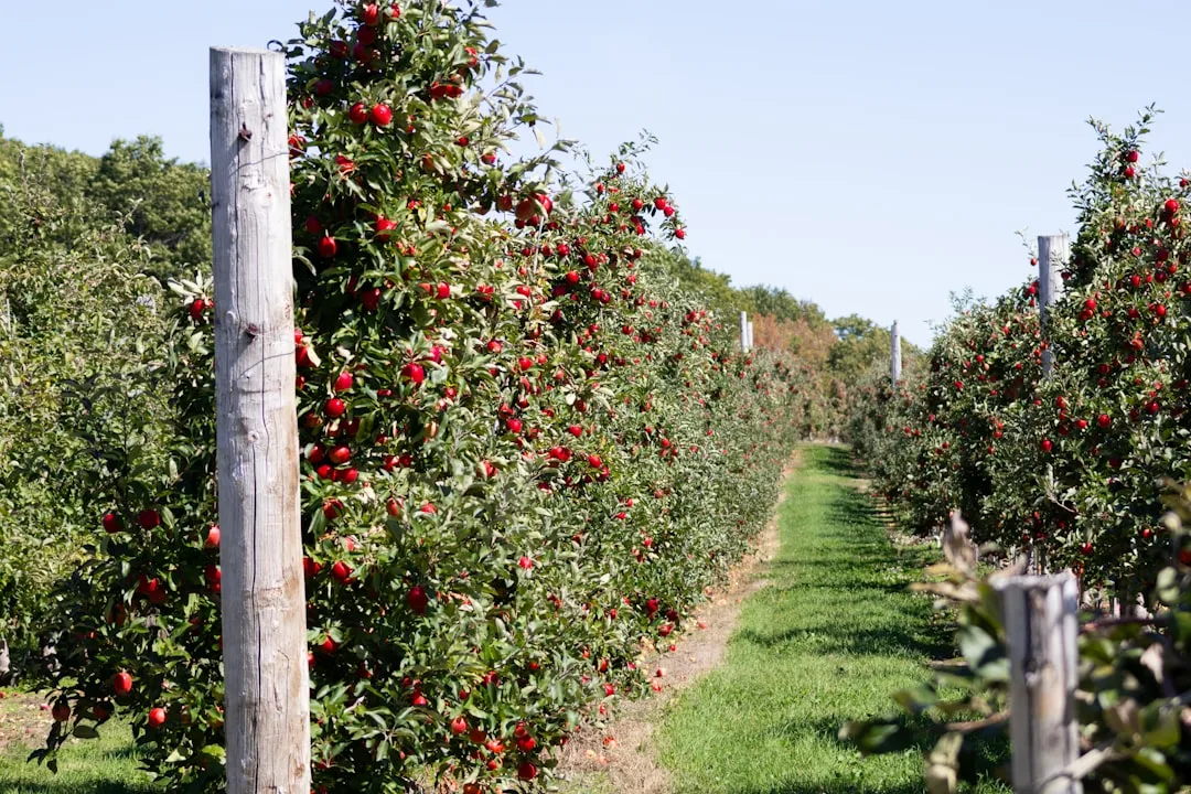 Young fruit trees planted at correct spacing with adequate sunlight penetration
