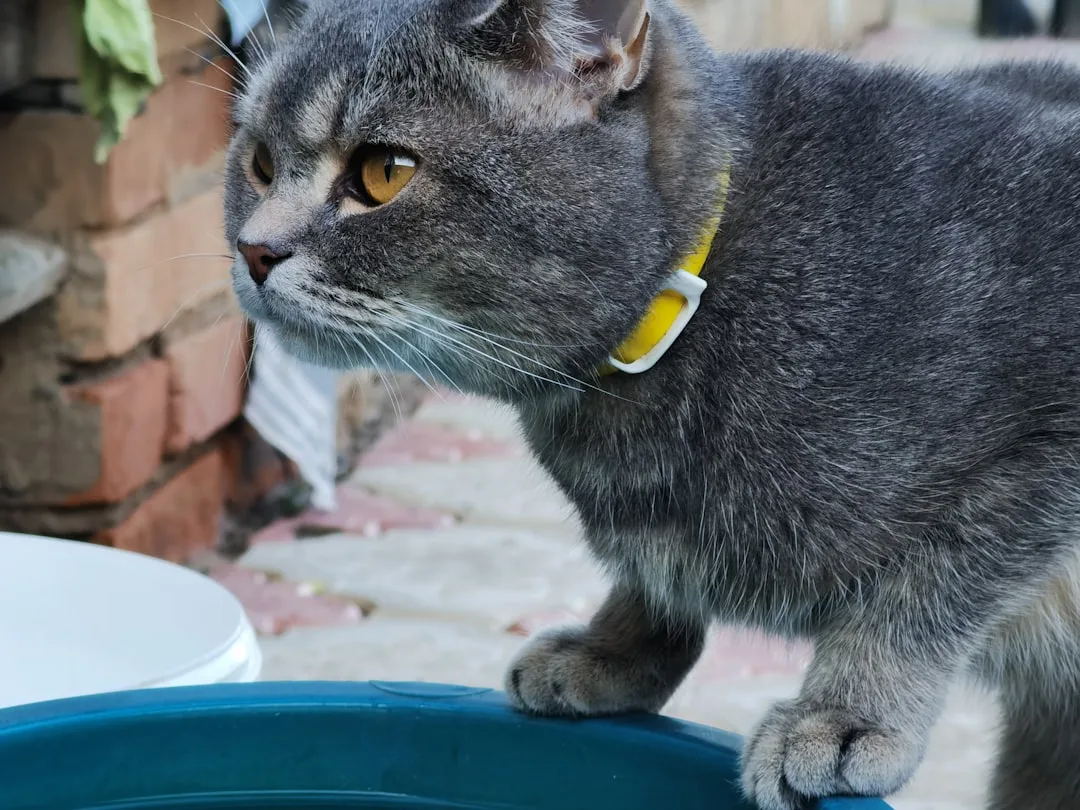 Pet owner checking hydration data on smartphone app during summer heat