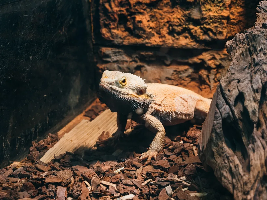 Ball python enclosure using eco-friendly coconut husk substrate with humidity monitoring