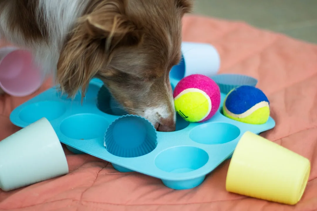 Cat playing with enrichment toy designed for hunting behavior simulation