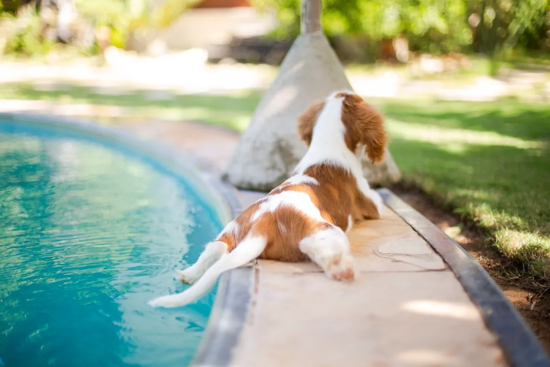 Veterinary monitoring station with health tracking wearables inside premium pet wellness facility