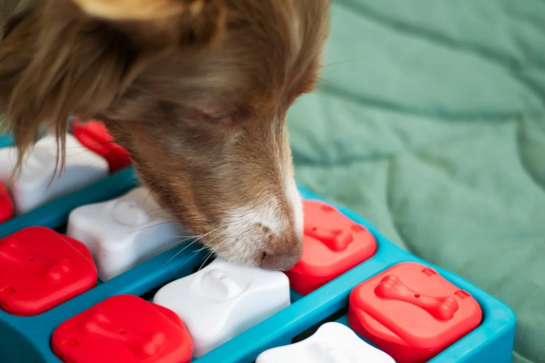 Dog using puzzle toy enrichment with multiple compartments and textures