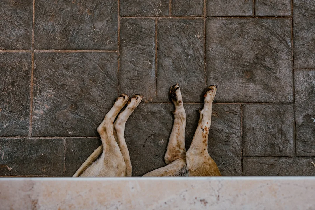 Indoor spa area with orthopedic beds and climate control at luxury pet retreat center
