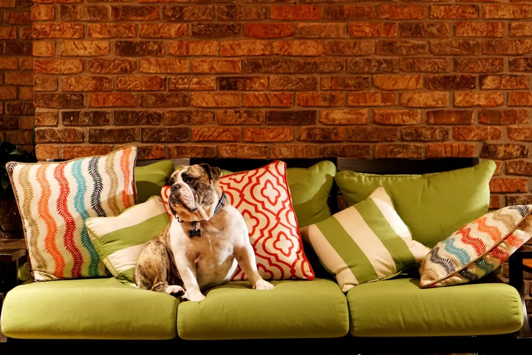 Pet owner testing claw resistance on upholstered furniture arm with dog in background