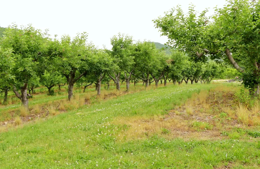 Overhead view of apple and peach tree spacing distances in backyard orchard