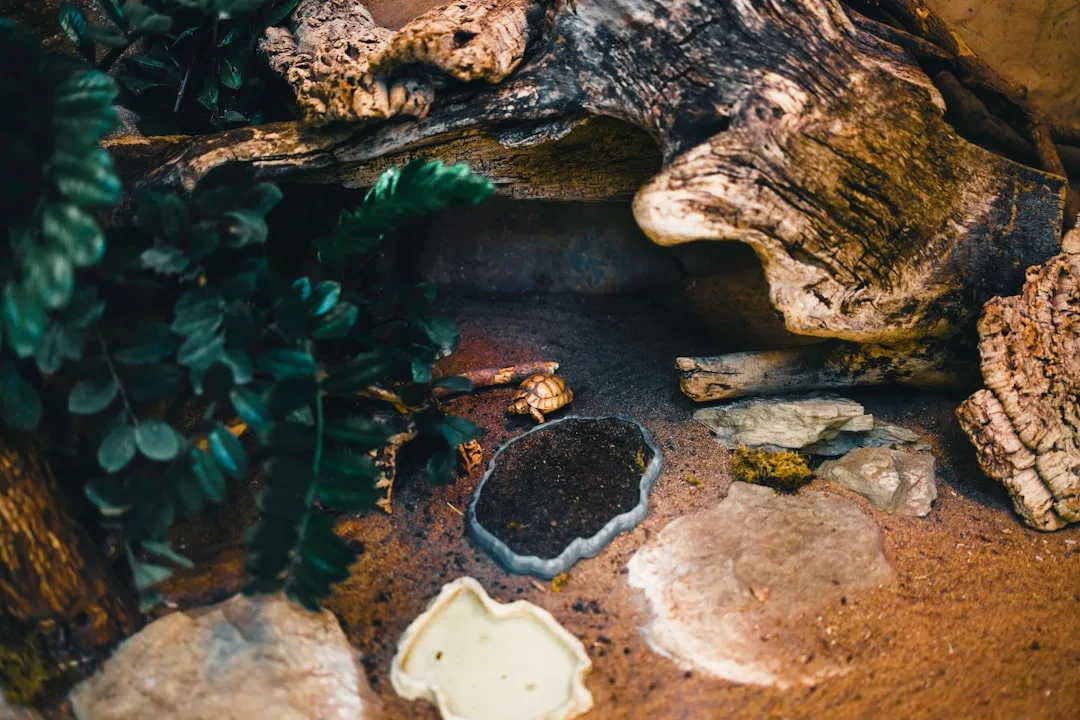 Bearded dragon tank displaying temperature-adaptive substrate material with thermal gradient zones