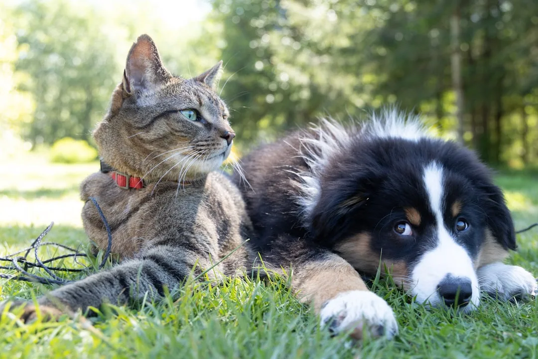 Pet microbiome supplements in capsule and powder form showing gut health benefits