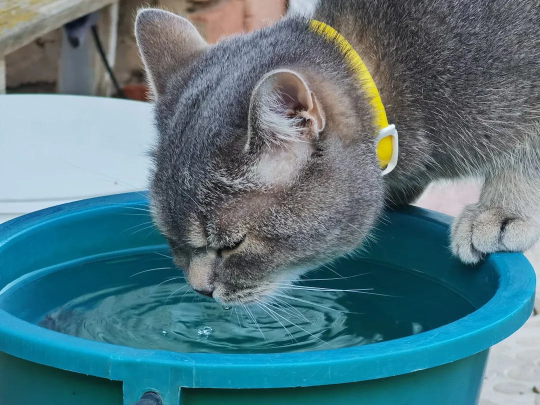 Digital readout on smart pet water bowl showing daily hydration intake percentage