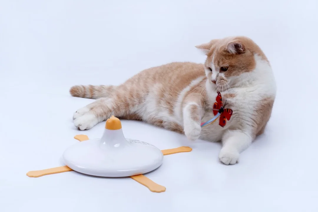 Pet owner filling interactive feeder toy with treats indoors