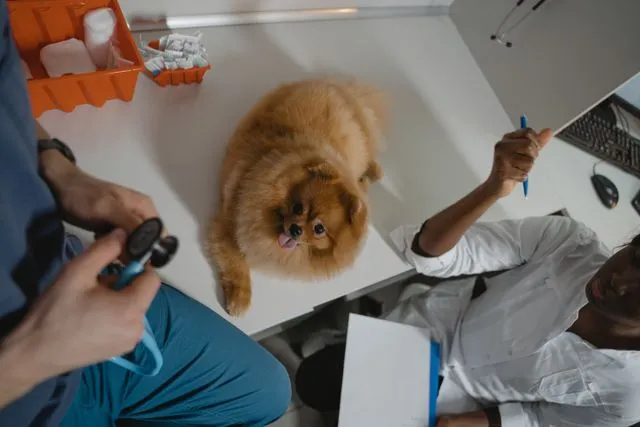 3 Unexpected Pet Emergencies and How to Prepare for Them