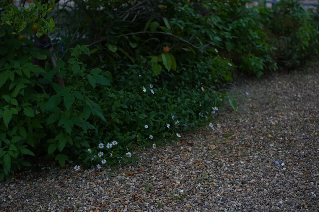 Close-up of smooth pea gravel in landscaping with decorative border edging
