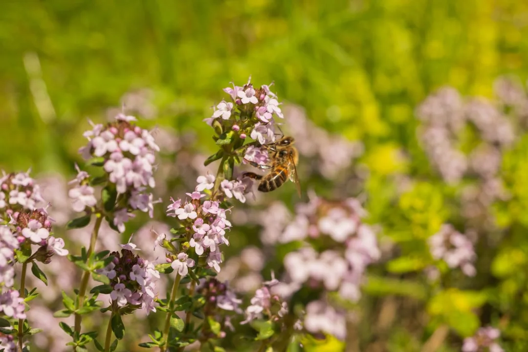 Close-up of honeybee on purple oregano flowers in pollinator herb garden