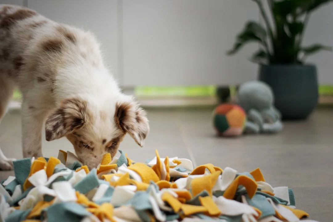 cat batting at hanging string enrichment toy indoors