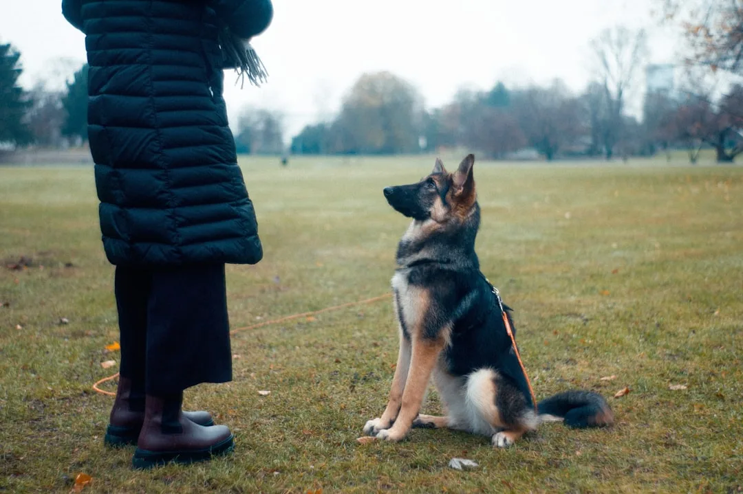 Group dog training class with certified trainer demonstrating positive reinforcement techniques