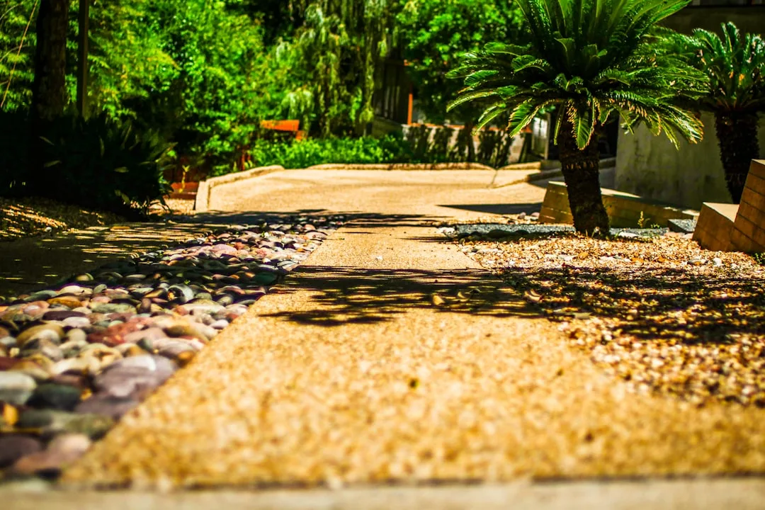 Pea gravel pathway winding through contemporary landscape with focal plants