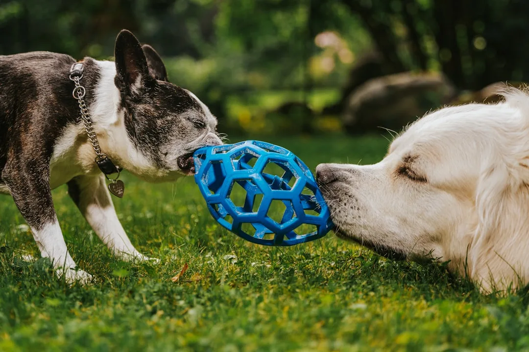 Pet enrichment activities reshape behavior and mental health in 2026