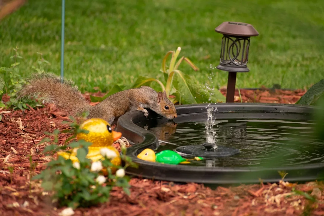 backyard water fountain pond installation — Home Improvement perspective 1