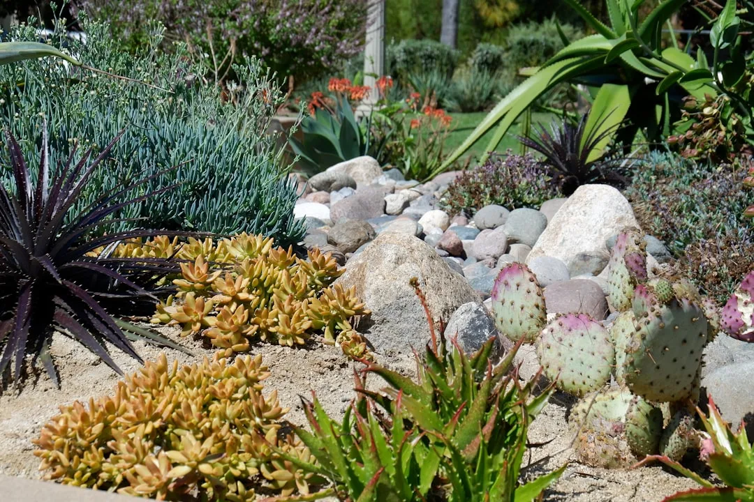 Regional native plants used in drought-resistant landscape design with minimal irrigation requirements