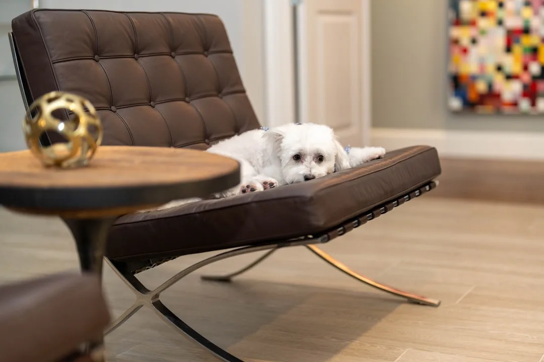 Pet caregiver monitoring animal health during overnight boarding stay