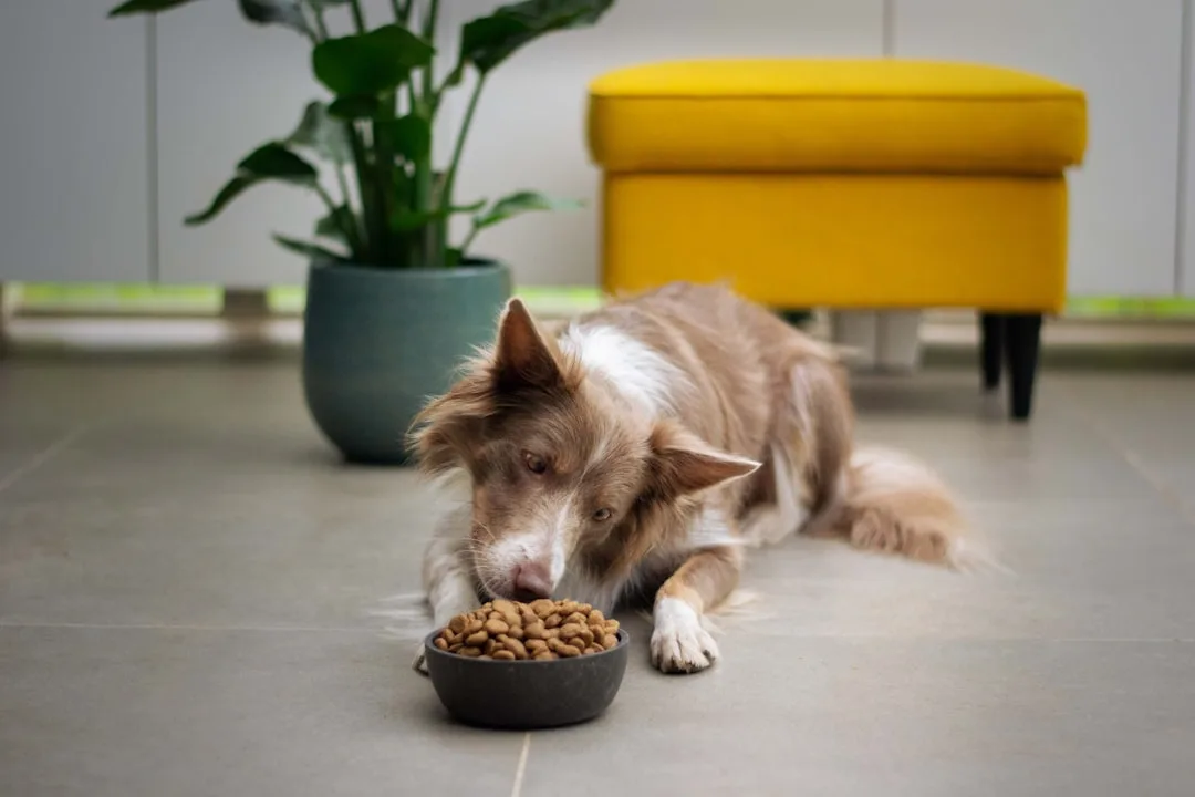 senior dog eating healthy meal — Pets perspective 1