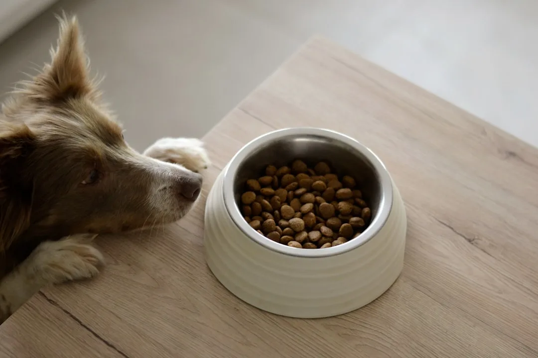 Older golden retriever eating from ceramic bowl, specialized senior nutrition