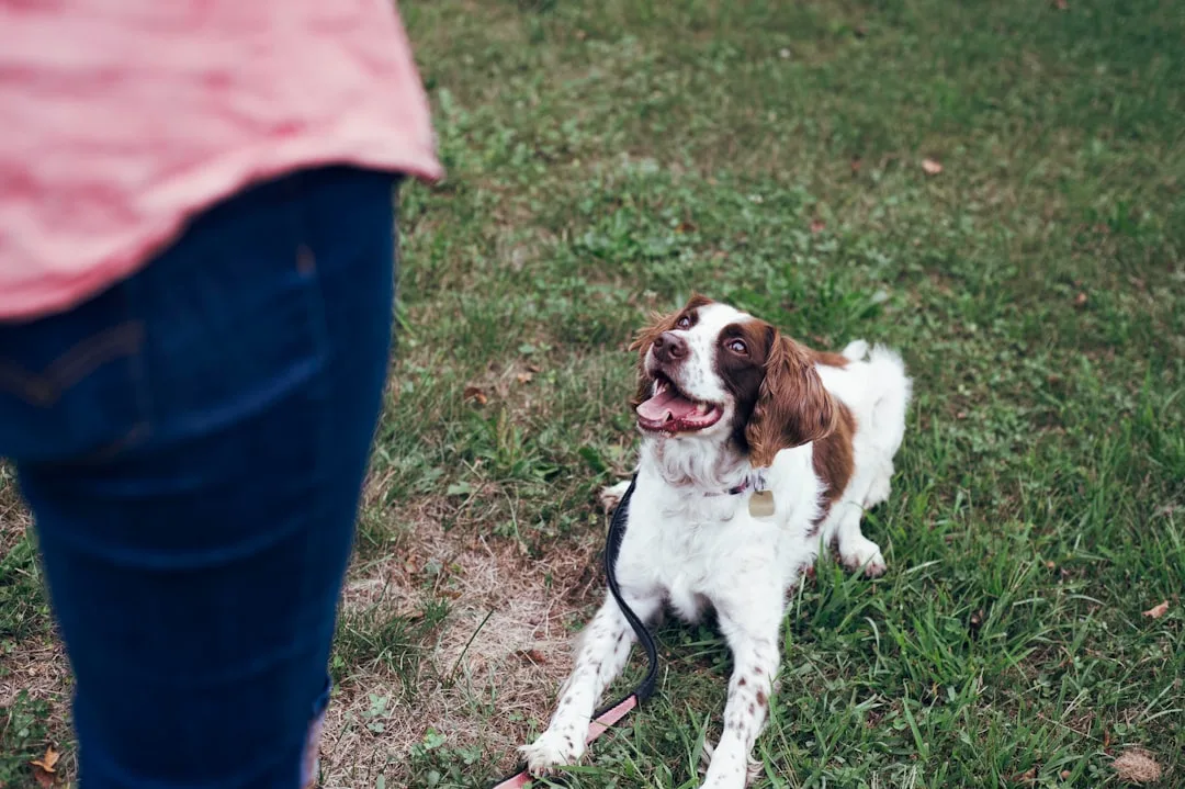 professional dog training class instruction — Pets perspective 1
