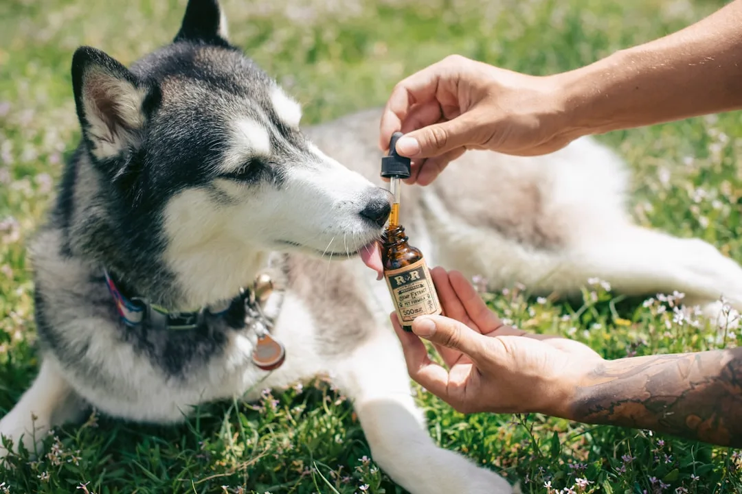 Pet Anxiety Medication Alternatives That Actually Work in 2026
