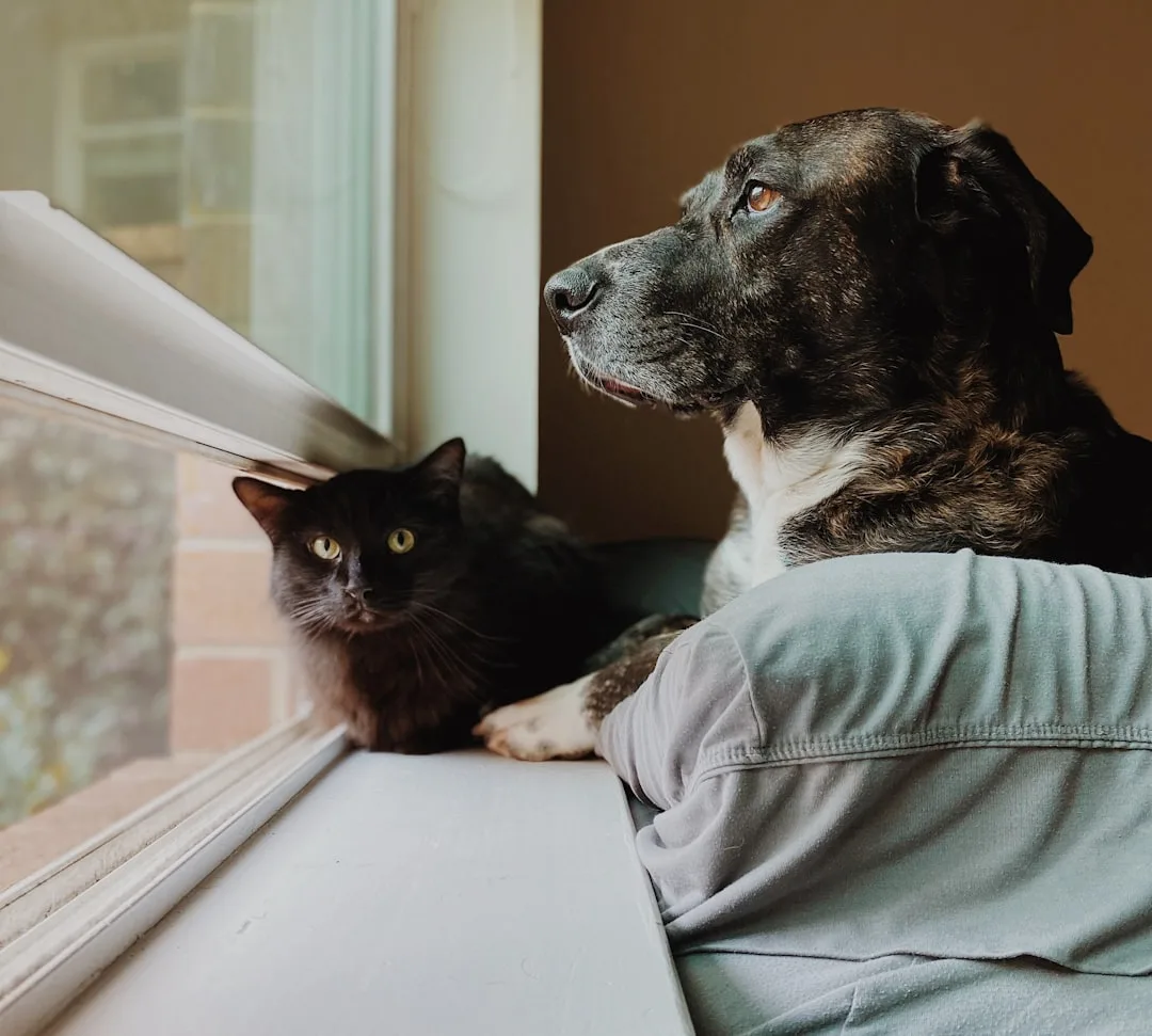 Family meeting adopted cat in shelter consultation room environment