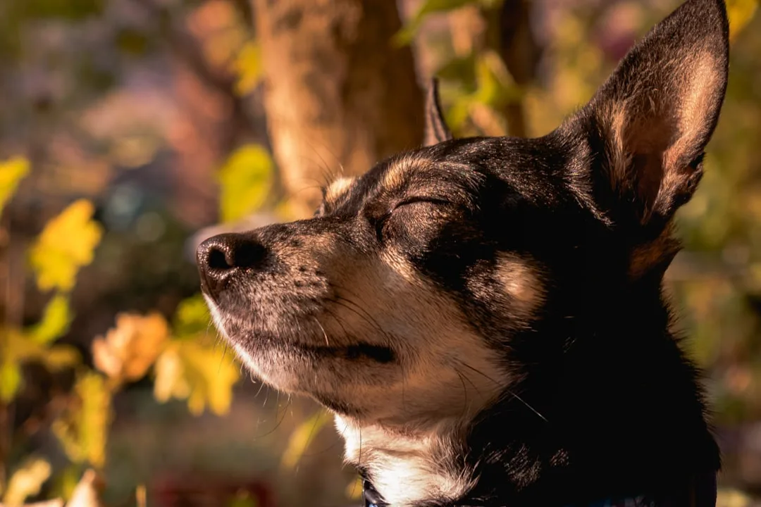 Pet owner using anxiety supplement with digital monitoring device on dog