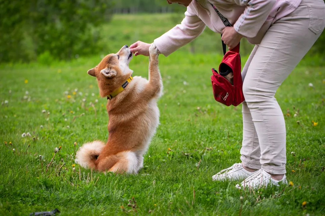 professional dog training class instruction — Pets perspective 2