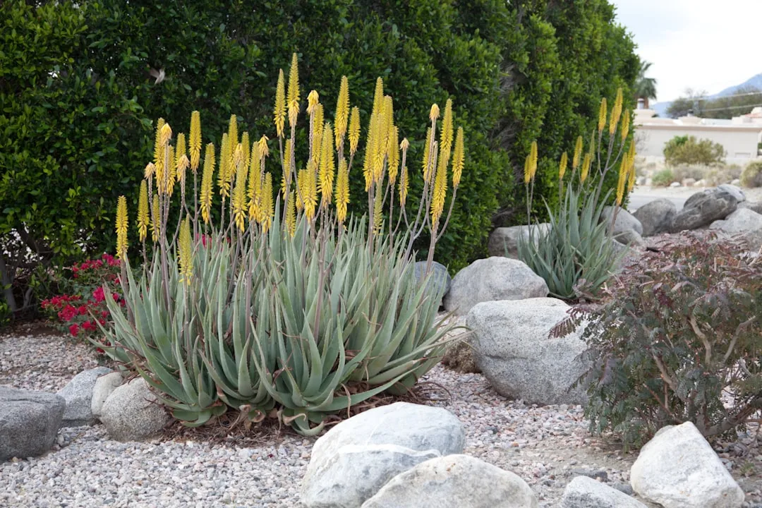Drought-resistant landscape design with native plants and permeable hardscaping elements