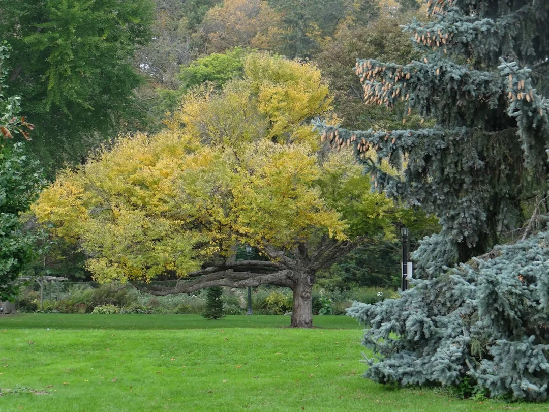 Specimen tree with distinctive bark texture and fall color display
