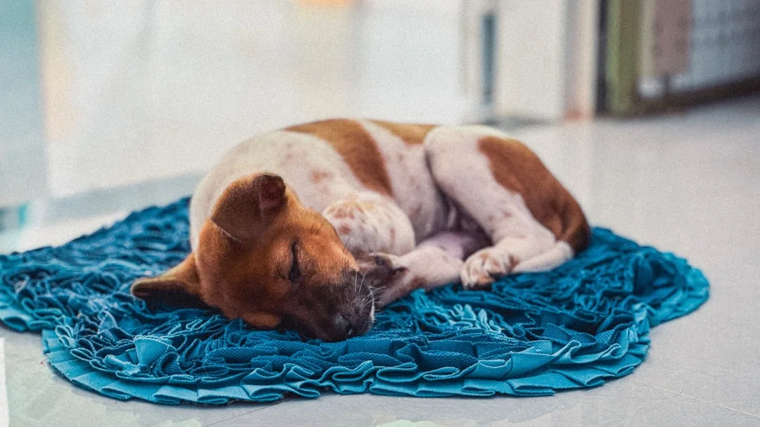 Owner observing dog sleeping position changes indicating comfort and rest quality