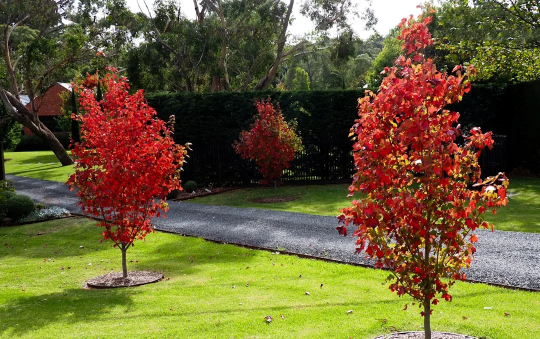 Modern residential garden featuring ornamental tree as central focal point