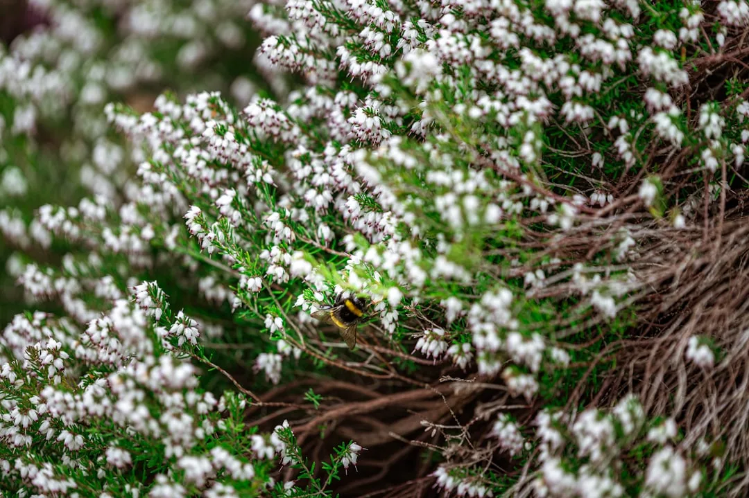 Wide shot of mixed herb garden layout with thyme, basil, and native flowering plants