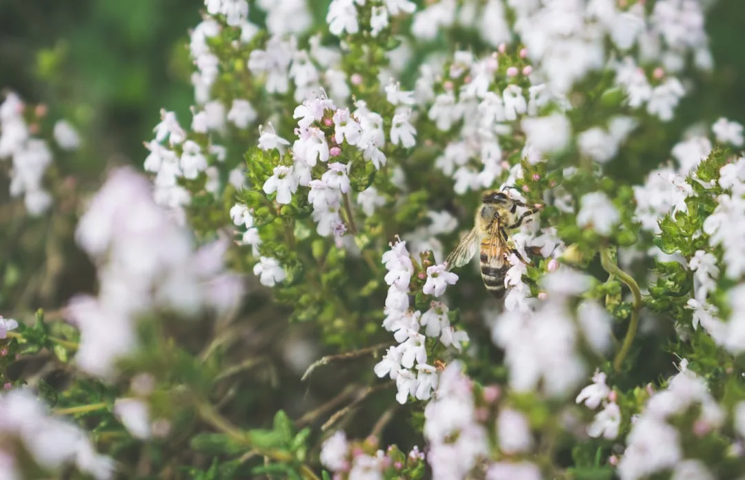 Pollinator-friendly herb garden with blooming basil, oregano, and bees pollinating flowers
